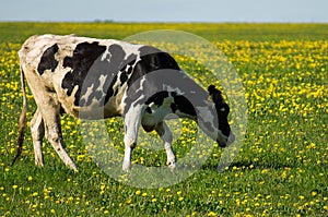 Cow on flower meadow. photo